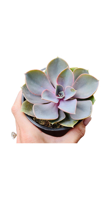 the PERLE box
