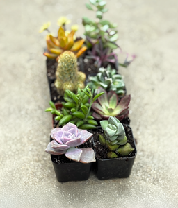 the Spring Blowout Box