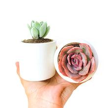 Load image into Gallery viewer, the ECHEVERIA box