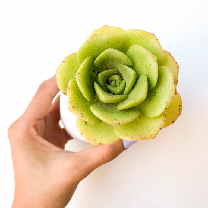 the LILY PAD box