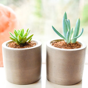 CONCRETE POTS | CLASSIC