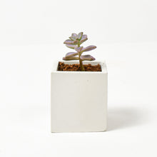 Load image into Gallery viewer, CONCRETE POTS | WHITE CUBE (SMALL)
